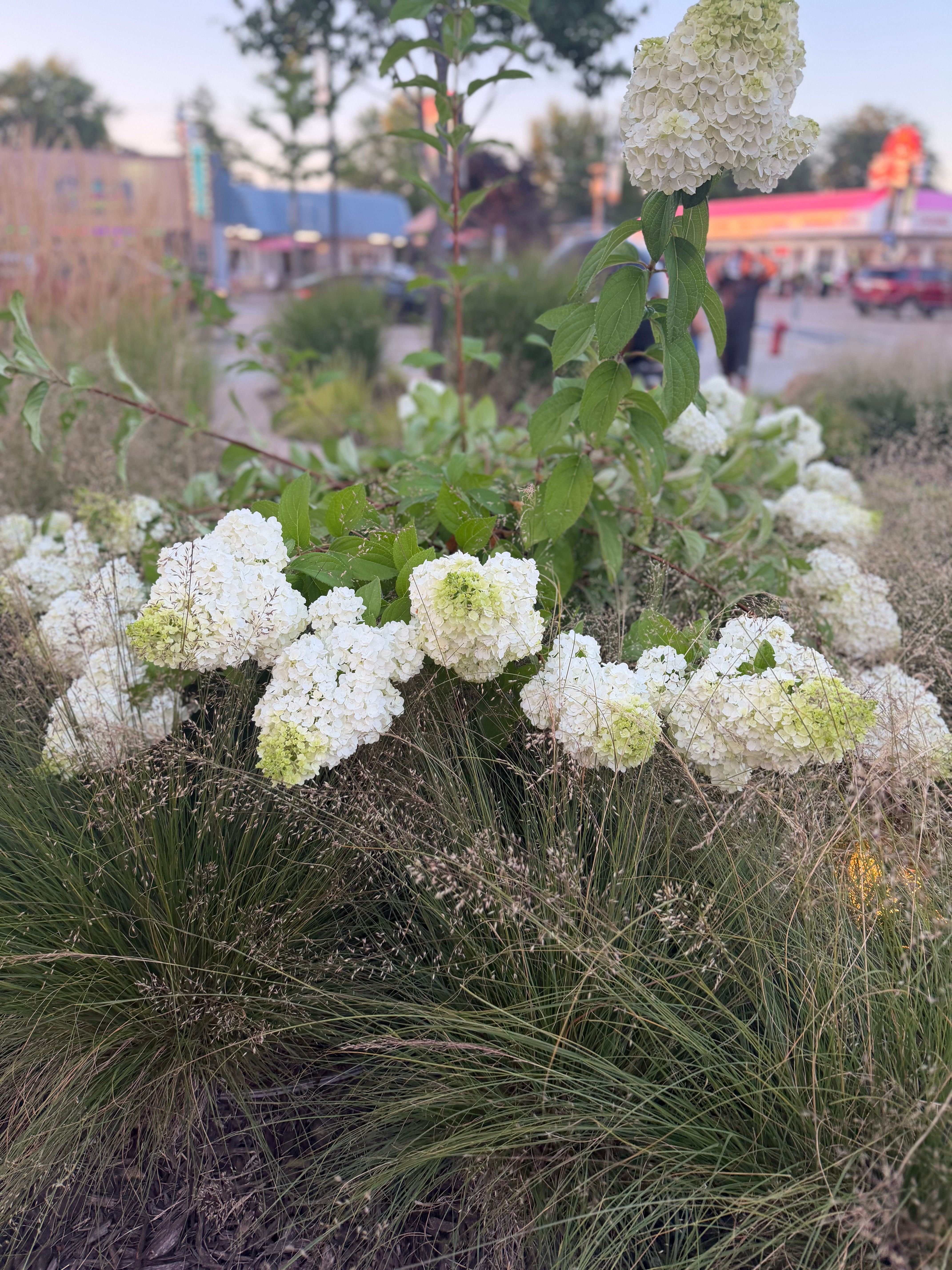White hydrangeas blooming in the plaza gardens